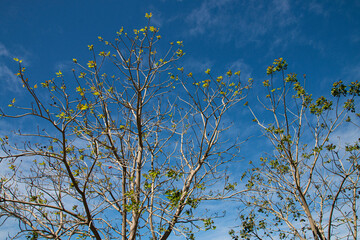 New Leaves Appearing on Trees with Blue Sky Background
