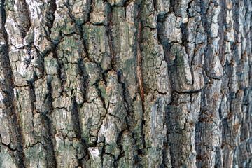 Texture of tree bark, aged wood, chips, cracks, moss, photophone for screensaver and print