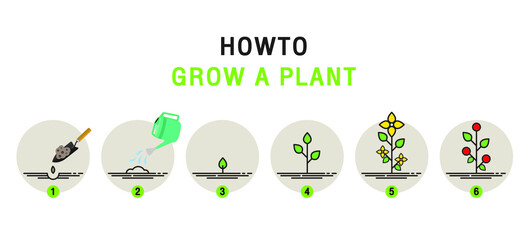 Growing plant stages. Seeds, watering step, sprout and flower, grown plant. House or outdor plant. Line style flat illustration of plant with leaves, flowers and fruit. Thin lines. Grow process.