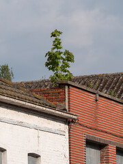 A tree grows on the roof of a house