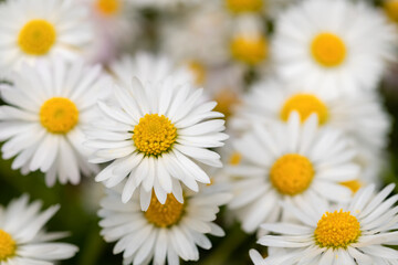 Gänseblümchen, Bellis perennis, Blume, Wiese, Blüten, weiß, gelb, Blütenblätter, Korblütler, Ausdauerndes Gänseblümchen, Nahaufnahme, Details, selektive Schärfe, Abzählen, sie liebt mich, mehrjähriges