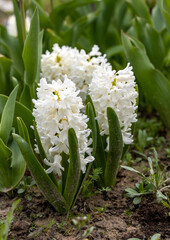 Obraz premium white hyacinths in a flowerbed in early spring