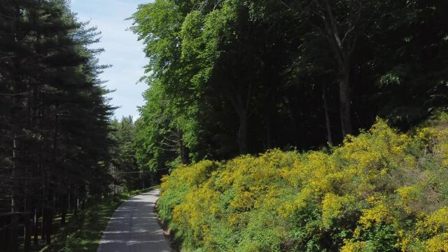 ginestra strada di montagna