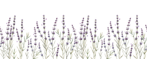 Beautiful seamless floral provence pattern with watercolor hand drawn gentle lavander flowers. Stock illustration. © zenina