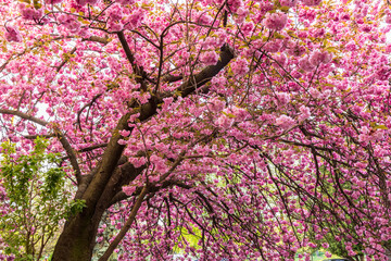 Blossoming sakura cherry tree in Ukraine