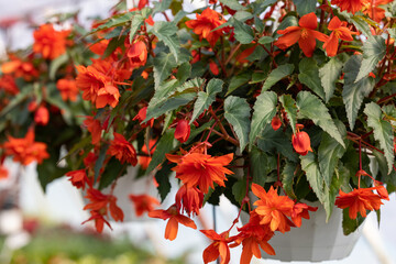 Obraz premium Close up of Begonia Illumination Orange flowers
