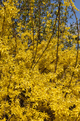 Obraz premium Forsythia europaea bush with yellow flowers blooming early spring