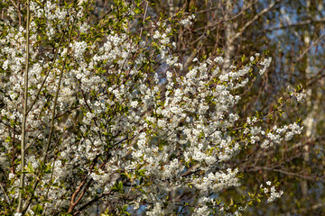 Beautifully flowering cherry trees in the orchard