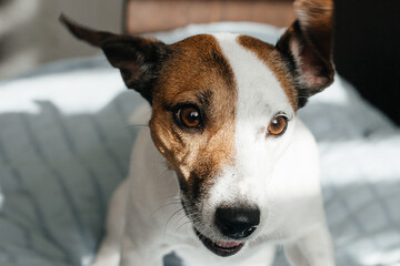 cute Jack Russell smiles for the camera at home