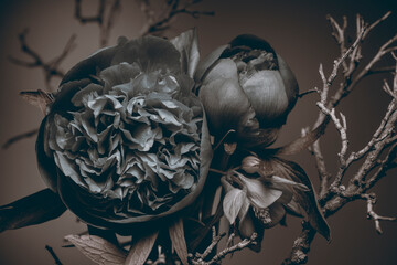 garden peonies and branch. dark flowers and background.