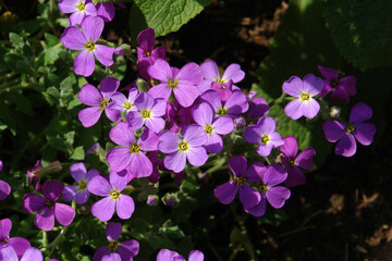 Pinkish-purple flowers of Aubrieta deltoidea (Rock Cress, False Rockcress, Lilacbush, Rainbow Rockcress, Alyssum Deltoideum) in the rock garden in late spring, top view, close-up