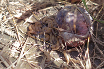 plenty of newborn garden slugs near a rotten apple on the ground