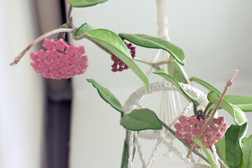 Hoya carnosa flower, ready to open and bloom soon. buds of a rare house plant with waxy foliage