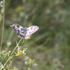 marbled white butterfly with spread out wings on a wild field flower. Closeup
