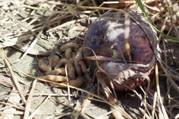 lots of garden slugs in sunny day eat rotten apple on the floor