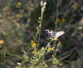 butterfly with spread out wings on a flower. Melanargia galathea in the wild