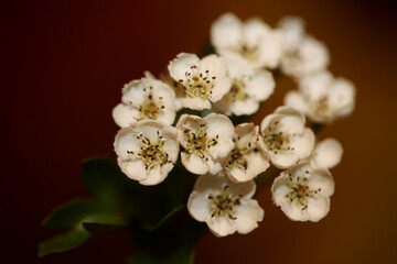 White flower blossom close up in black background Crataegus monogyna family rosaceae botanical modern high quality big size print