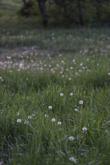 Obraz na płótnie Canvas grass and flowers