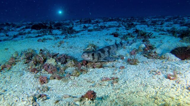 Deep scuba diving in Majorca - Little shark (dogfish) at hte seabed