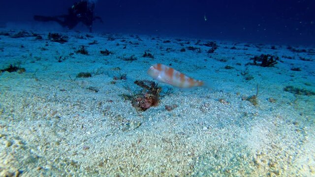 Pearly Razorfish close to the camera