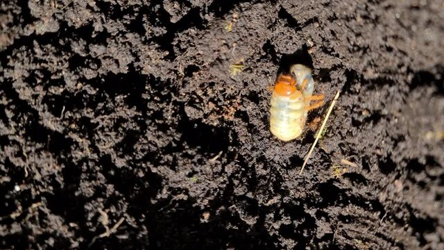 Close up of chafer beetle larvae grubs in the soil. The larva of a chafer beetle, sometimes known as the May beetle, June bug or June Beetle.