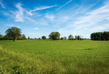 Rural landscape with a green wheat fields in springtime, Padan Plain or Po valley (Pianura Padana, Italian). Mantua province, Lombardy, Italy, southern Europe.