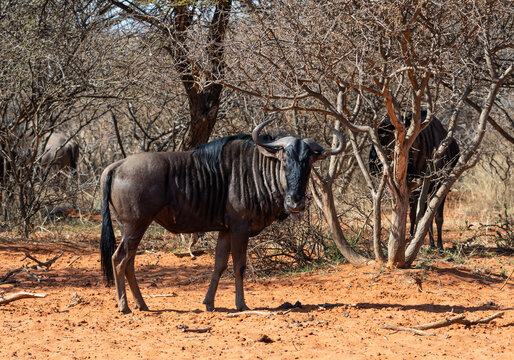 Blue Wildebeest Images – Browse 16,086 Stock Photos, Vectors, and Video