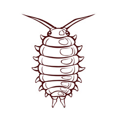 Cute sowbug in cartoon style, isolated vector