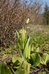 Obraz premium tulip that has grown and has not yet bloomed in the yard in a green grass near the branches of dry bushes