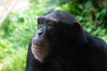 チンパンジーの横顔【雌】