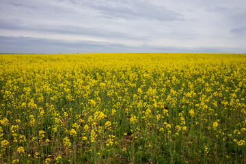 Schönes, gelbes Rapsfeld mit bewölktem Himmel.