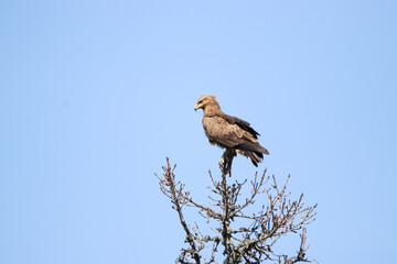 Aigle pomarin - Seul couple Français !