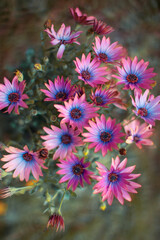 kolorowe kwiaty w ogrodzie - obrazy, fototapety, plakaty