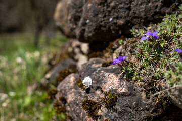 Fototapeta na wymiar small blue flowers grown among the gray stones