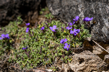 small blue flowers grown among the gray stones
