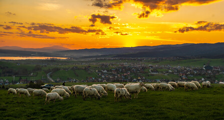 Flock of sheep grazing in a mountain meadow at sunset, Pieniny, Poland