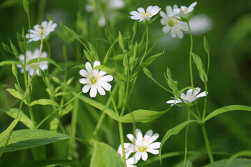 Summer meadow with white flowers of Greater Stitchwort (Stellaria holostea) in green grass. Floral background, beauty of nature