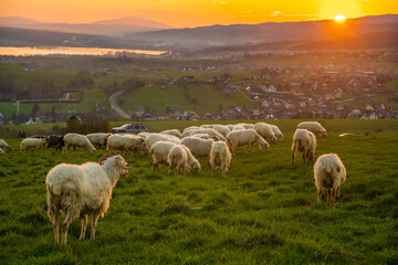 Obraz premium Flock of sheep grazing in a mountain meadow at sunset, Pieniny, Poland