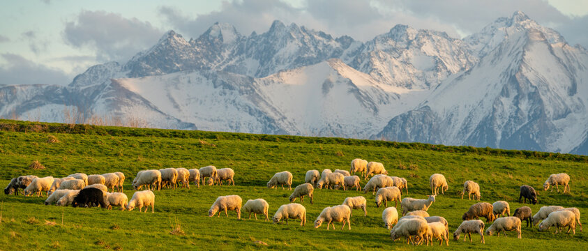  flock of sheep grazing on a mountain meadow against the backdrop of peaks at sunset Pieniny, Poland