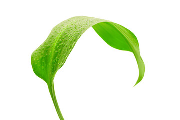 green leaf with drops of water