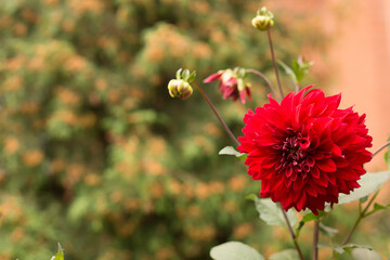 Red dahlia close up on a blurred green background. Macro.