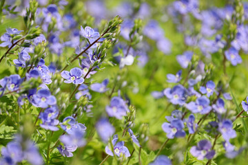 Obraz premium Blue flowers of Veronica chamaedrys in green grass, floral background. Summer meadow, beauty of nature