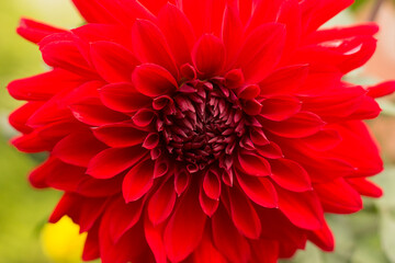 Red dahlia close up. Macro.