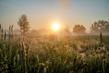 Fototapeta na wymiar Morning dawn among the trees in the field 