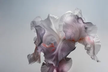 Foto op Canvas abstract iris petals, macro shot of a bud on a gray background. studio light. © Illya