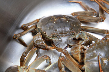 A close-up of fresh river crabs