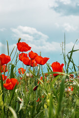 Red wild poppy flowers in a meadow in spring, against a cloudy sky. selective focus