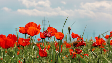 Fototapeta premium Red wild poppy flowers in a meadow in spring, against a cloudy sky. selective focus