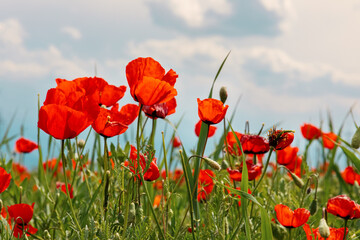 Red wild poppy flowers in a meadow in spring, against a cloudy sky. selective focus