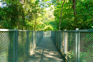 walk way in the forest